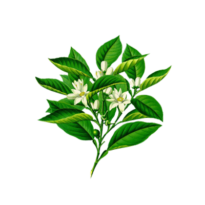 Neroli