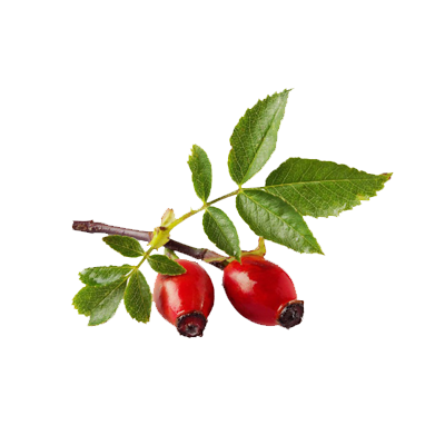 rosehip